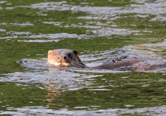 Otter in river Dee